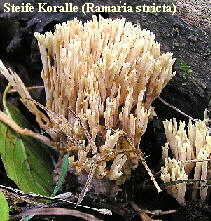 Steife Koralle (Ramaria stricta)